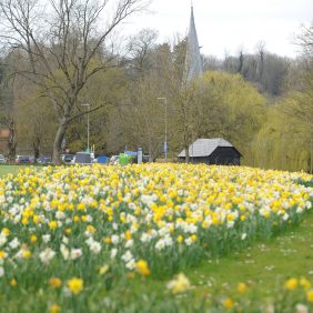 Daffodils on The Burys, Godalming
Photo courtesy of Darren Pepe 2016