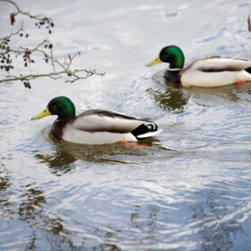 Two male Mallard ducks swimming on the River Wey