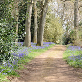 Track bordered by bluebells and mature trees and shrubs at Winkworth Arboretum