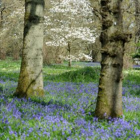 Bluebell Wood, Winkworth Arboretum, Godalming